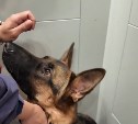 От щенков до службы: собаки аэропорта Южно-Сахалинска сдали первый экзамен