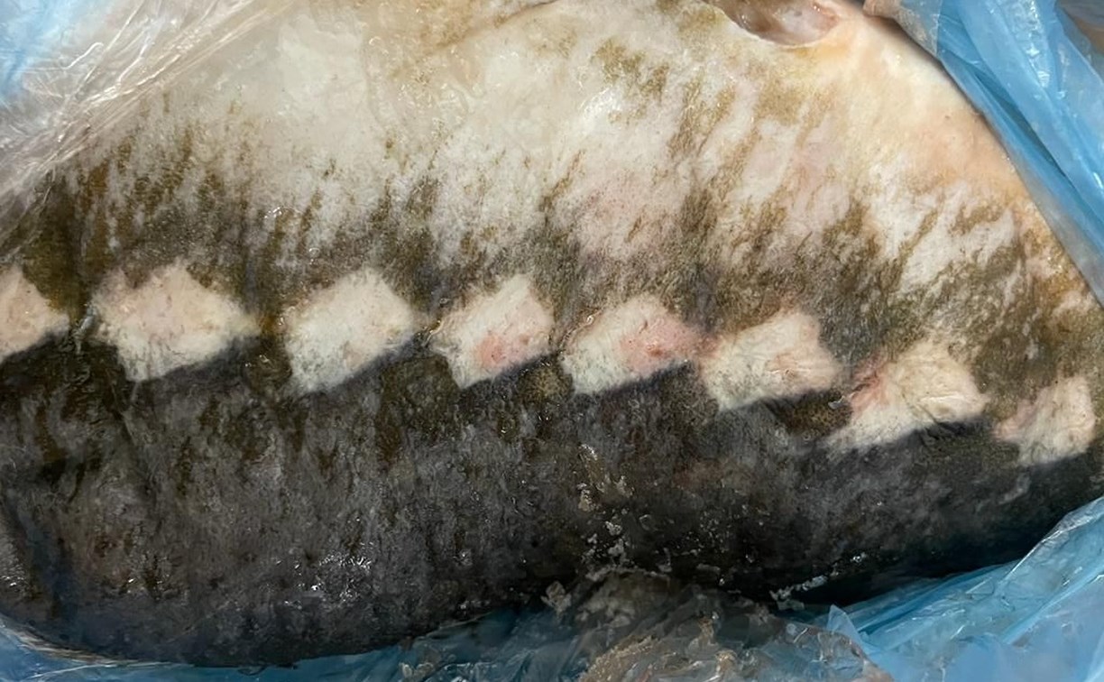 Сахалинца уличили в хранении краснокнижной рыбы: насчитали ущерб в 260 тысяч