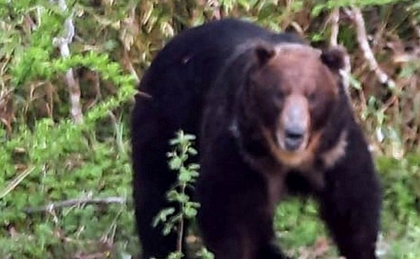 Огромный медведь на Курилах вышел к остановившемуся на трассе автомобилю