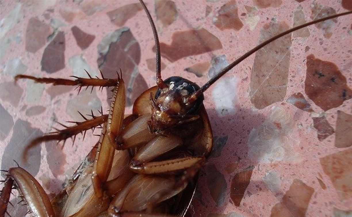 О сроках нового нашествия тараканов рассказали в Роспотребнадзоре 