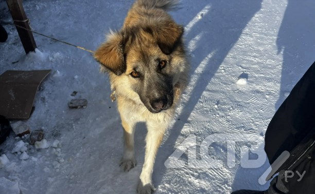 Неизвестные привязали собаку к мусорной площадке в Тымовском