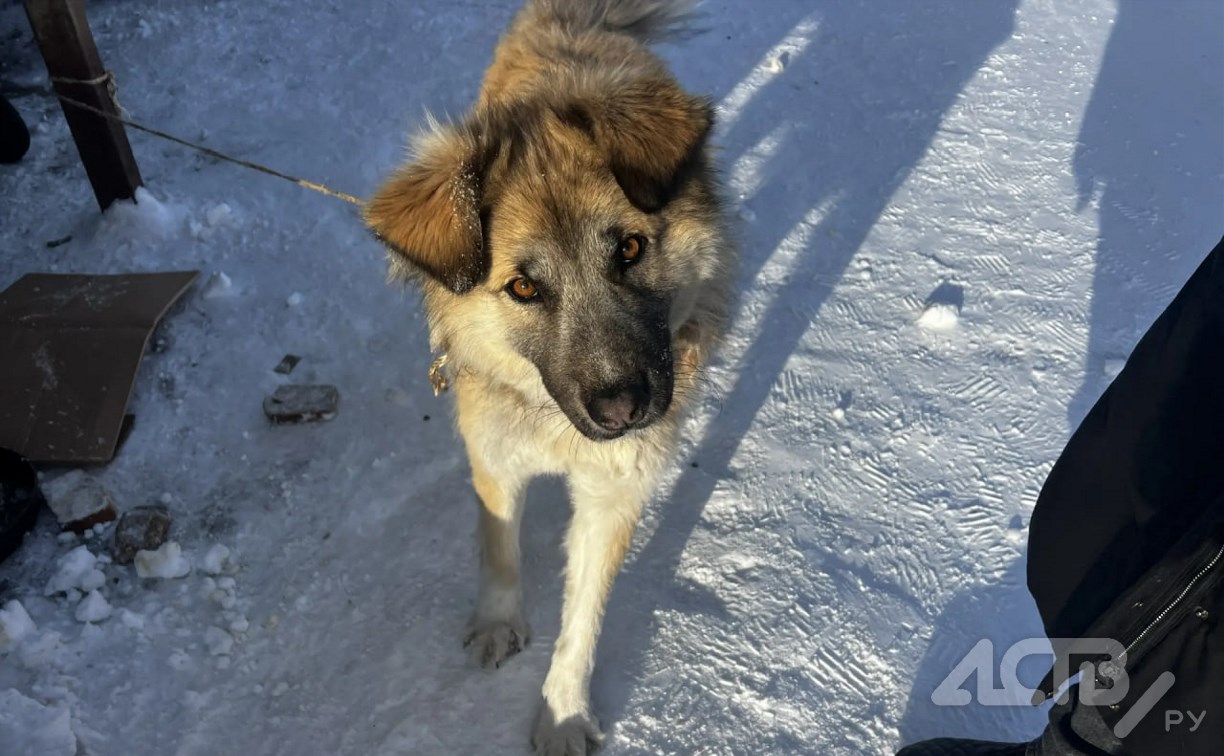 Неизвестные привязали собаку к мусорной площадке в Тымовском