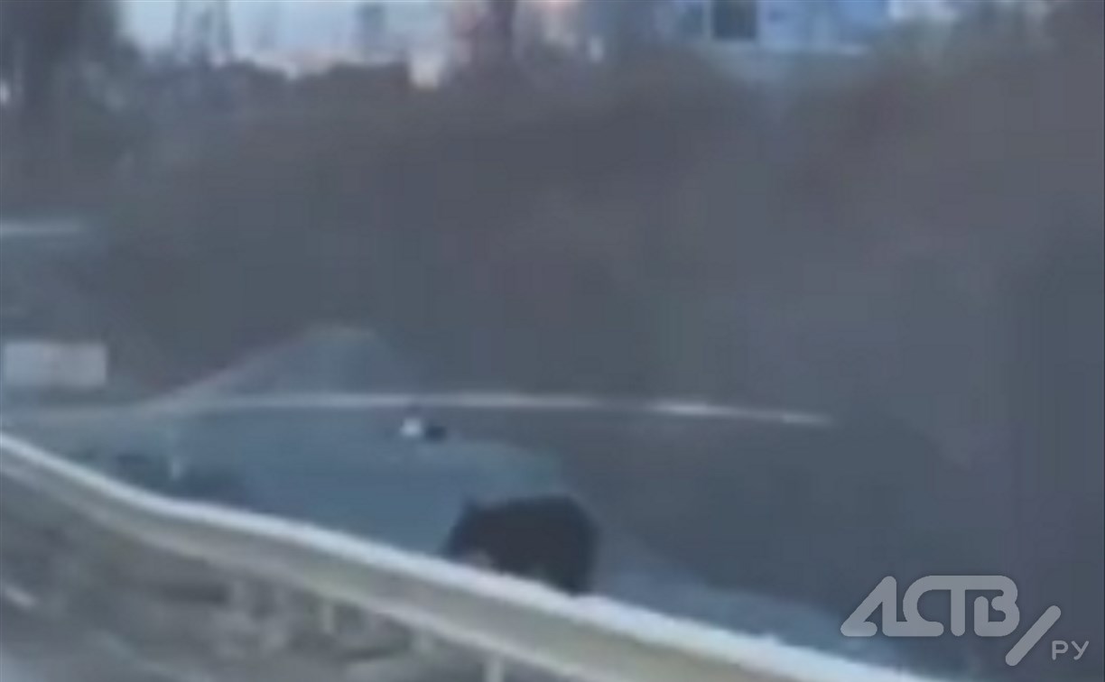 Медведя заметили в черте Южно-Сахалинска