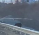 Медведя заметили в черте Южно-Сахалинска