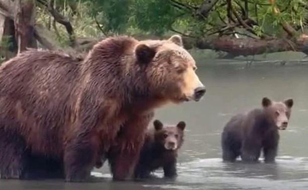 Медвежата впервые в этом году вышли на рыбалку на Камчатке (видео)