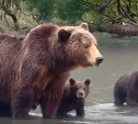 Медвежата впервые в этом году вышли на рыбалку на Камчатке (видео)