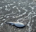 Мертвые рыбы фугу усыпали берег в Корсаковском районе