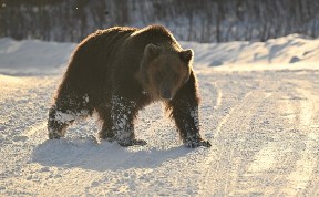Происшествия
