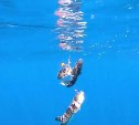 Фугу "стоит стеной" в море в Холмском районе: запись с подводной камеры