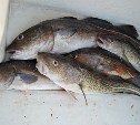 Сахалинцам напоминают, где можно купить свежую рыбу
