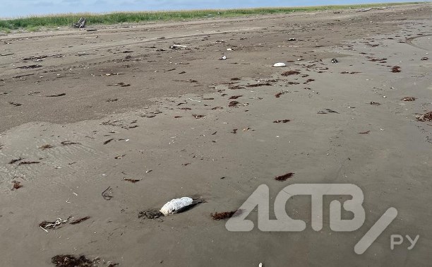 Труп птицы с высокопатогенным вирусом гриппа нашли в устье реки Найбы на Сахалине