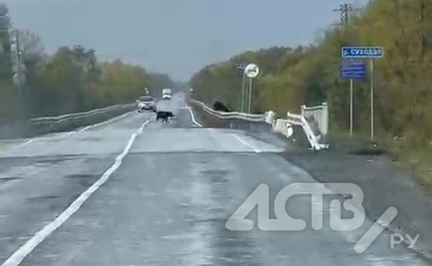 Автомобилисты наблюдали "парад" медведей в Долинском районе