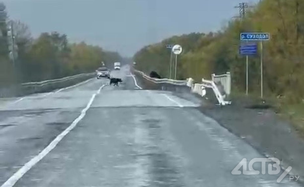 Автомобилисты наблюдали "парад" медведей в Долинском районе