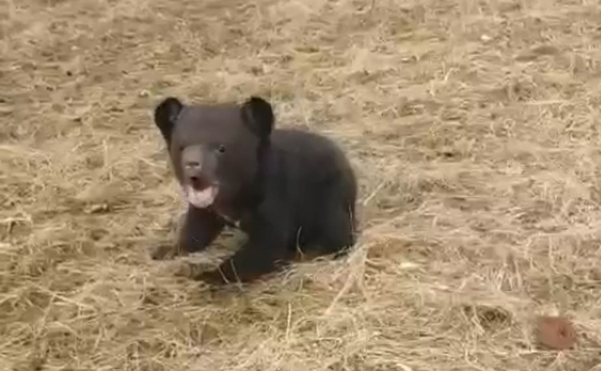 То ли рычит, то ли мяукает: гималайский медвежонок-сирота вышел на свою первую прогулку в Приморье