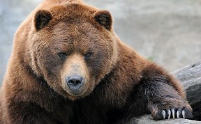 На Сахалине в этом году убили в два раза больше медведей, чем в прошлом 