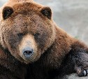 На Сахалине в этом году убили в два раза больше медведей, чем в прошлом 