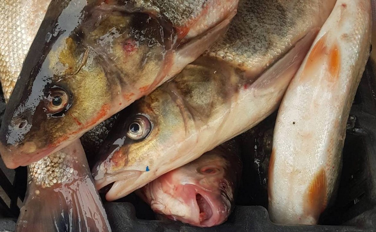 Около 44 тонн доступной рыбы продали в Поронайском районе с января по май