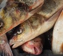 Около 44 тонн доступной рыбы продали в Поронайском районе с января по май