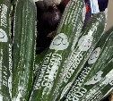 "Никогда не буду жаловаться": цены на сахалинские огурцы на Камчатке шокируют