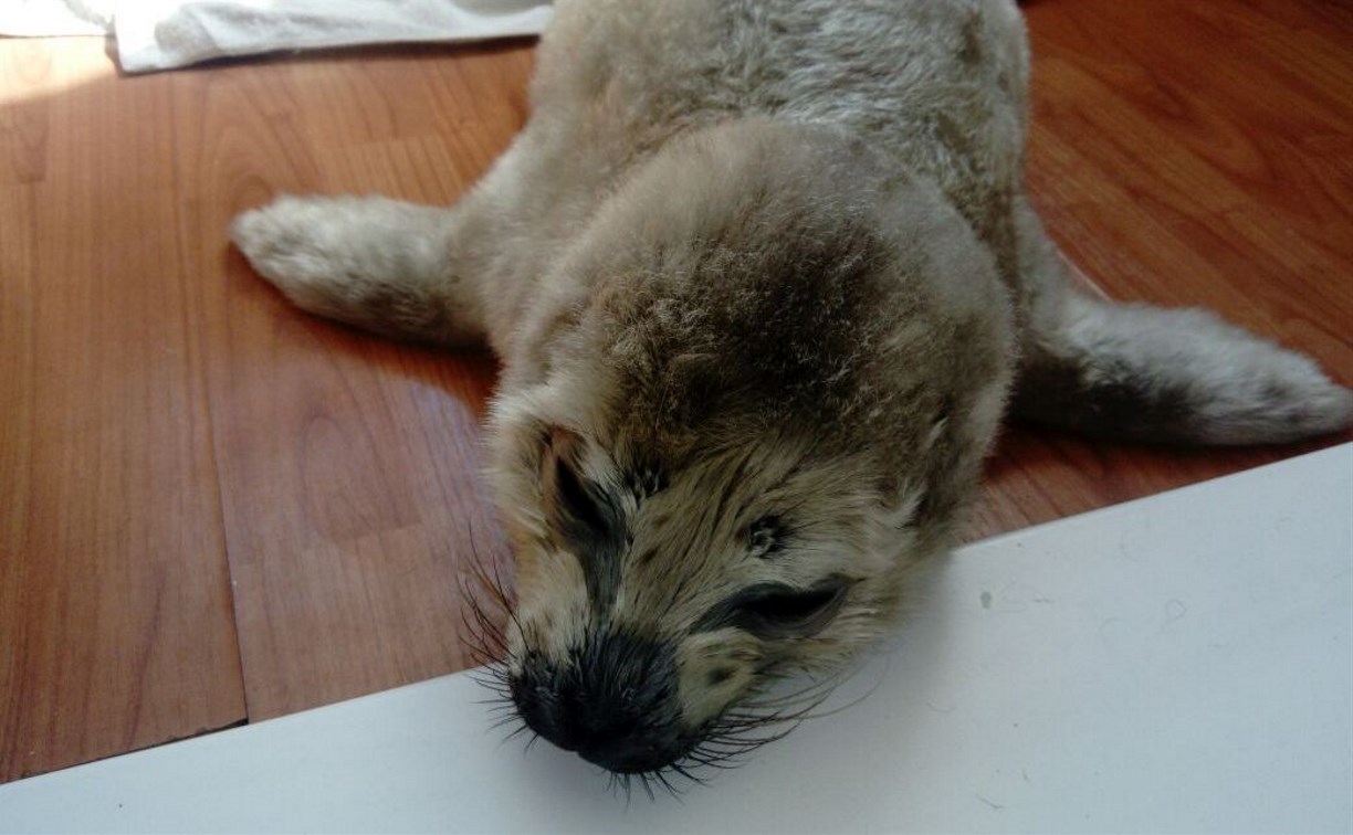 Фонд "Зеленый Сахалин" спас тюлененка