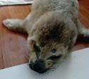 Фонд "Зеленый Сахалин" спас тюлененка