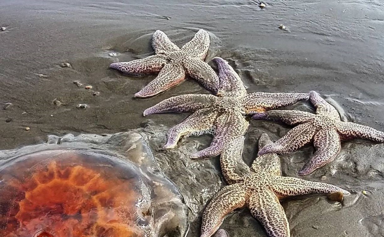 Берег моря на Сахалине усыпало морскими звёздами
