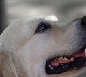 Двух породистых собак, заморенных голодом в Александровске-Сахалинском, удалось спасти