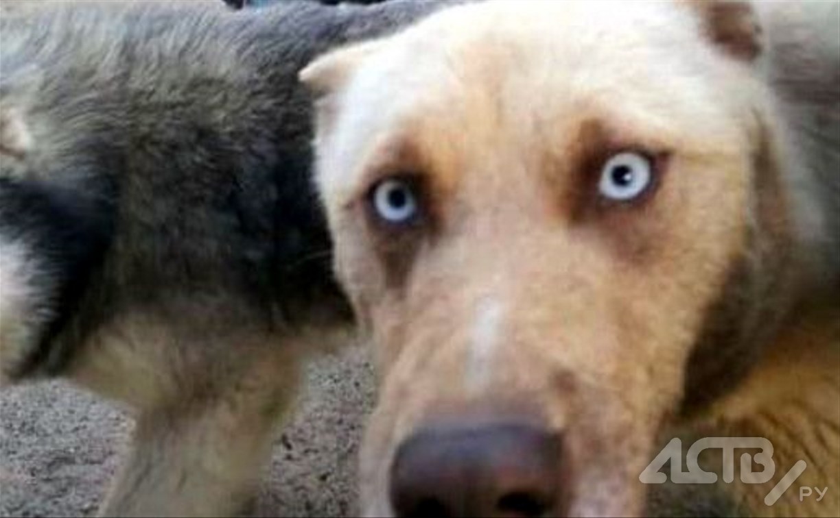 "Загрызли барашка, разорвали свинью": охотник на Сахалине отправляет собак на ночь в деревню за добычей