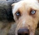 "Загрызли барашка, разорвали свинью": охотник на Сахалине отправляет собак на ночь в деревню за добычей
