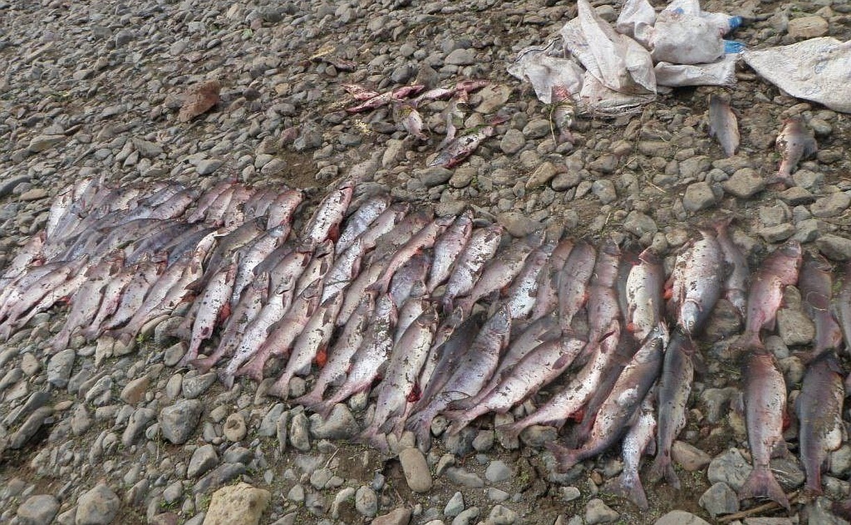 Молодой рыбак на Сахалине нагрёб сачком пять мешков лосося и может сесть на пять лет
