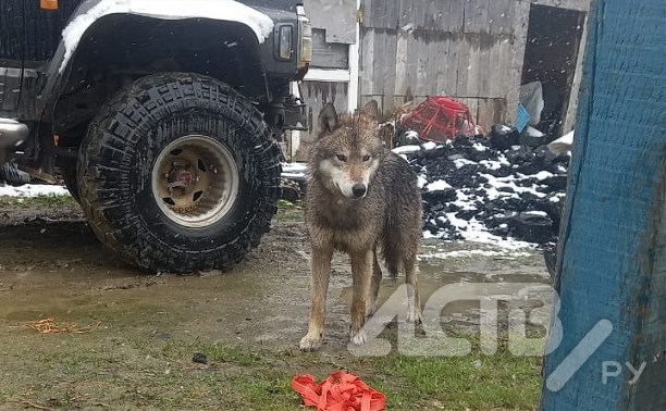 Сахалинка хотела с рук покормить волка