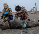65 тюленей освободили от смертельных ошейников - итоги 7-й экспедиции сахалинских "Друзей океана" 