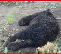Дачники в Невельске застрелили медведя, который долго их терроризировал