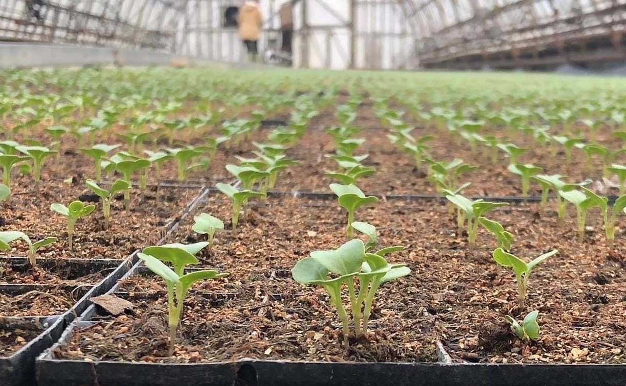 На Сахалине планируют вырастить 11 миллионов кочанов капусты