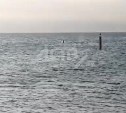 Сахалинец утверждает, что видел акулу в порту Холмска