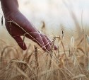 Сахалинские аграрии с начала года произвели продукции почти на 7 млрд рублей