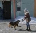 Овчарка со шлейкой "Полиция" вернулась домой в Южно-Сахалинске