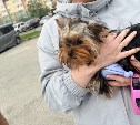 Бесплатный чип у дома: южносахалинцы продолжают регистрировать питомцев