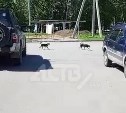Стая собак на самовыгуле устроила охоту на жителей Смирных