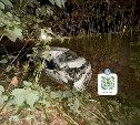 Молодой сахалинец разбился на Toyota Tank в Анивском районе