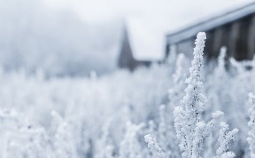 Общество