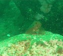 Подводную уборку побережья в Невельске провели сахалинские дайверы