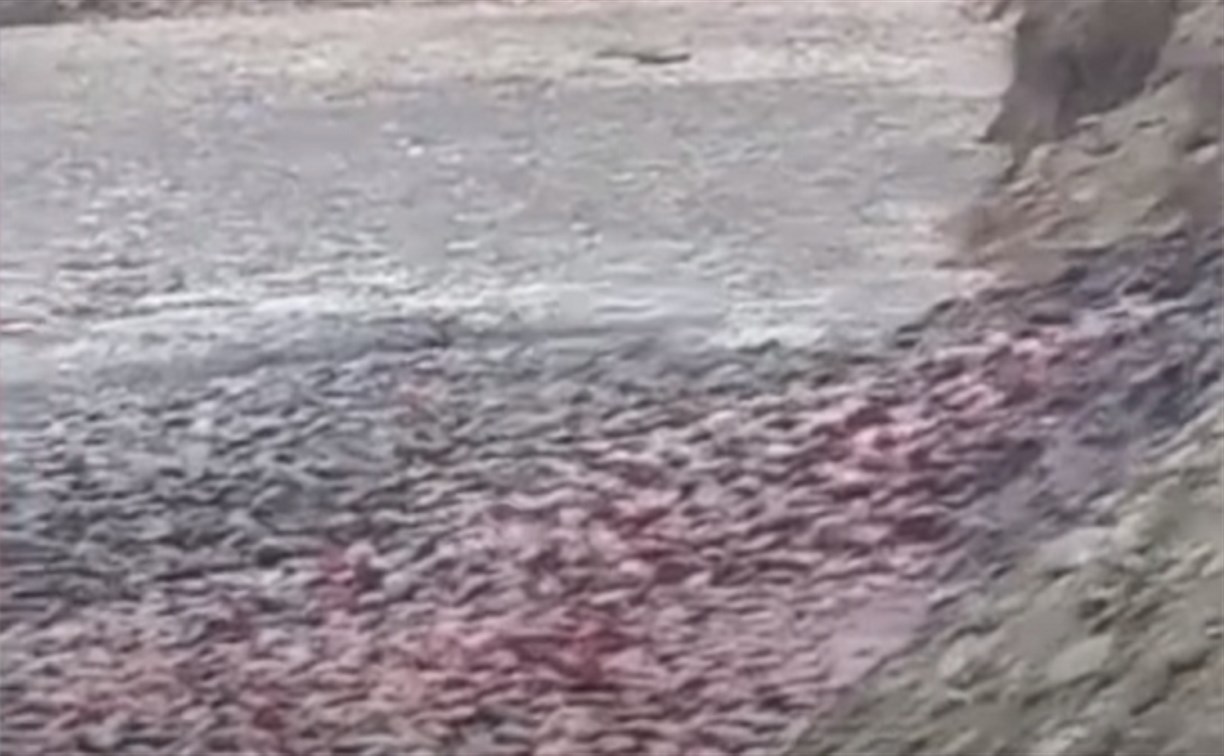 Сахалинского фермера оштрафовали за 20 тонн размазанных по полю рыбных отходов