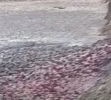 Сахалинского фермера оштрафовали за 20 тонн размазанных по полю рыбных отходов