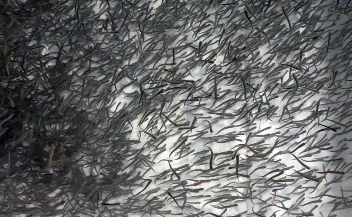 На Парамушире запустили новый рыбоводный завод на 100 миллионов лососей в год