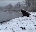 Медитирующий у моря медведь "рвёт души" россиян