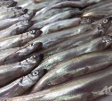 "В ожидании мойвы": рыболовецкие станы заполонили побережье в Томаринском районе