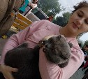 Из горевшего в центре Южно-Сахалинска дома спасли двух котов