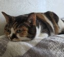 Дома и два детсада в Южно-Сахалинске и Луговом проведут часть четверга без отопления