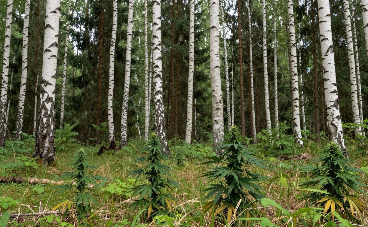 Пенсионера на Курилах, нашедшего коноплю в лесу, обязали пройти лечение от наркомании